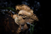 Overnight Mushroom Foraging Tour