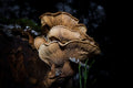Overnight Mushroom Foraging Tour