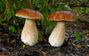 One-on-One Mushroom Foraging Tour