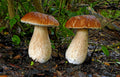 One-on-One Mushroom Foraging Tour
