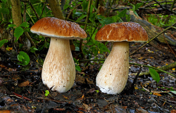 One-on-One Mushroom Foraging Tour