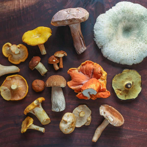 Public Mushroom Foraging Tour