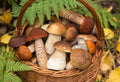 Public Mushroom Foraging Tour