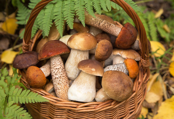 Private Group Mushroom Foraging Tour