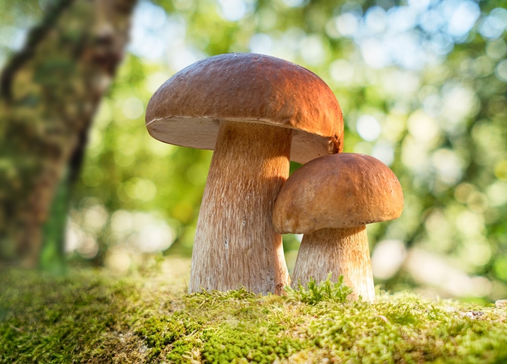 Private Group Mushroom Foraging Tour